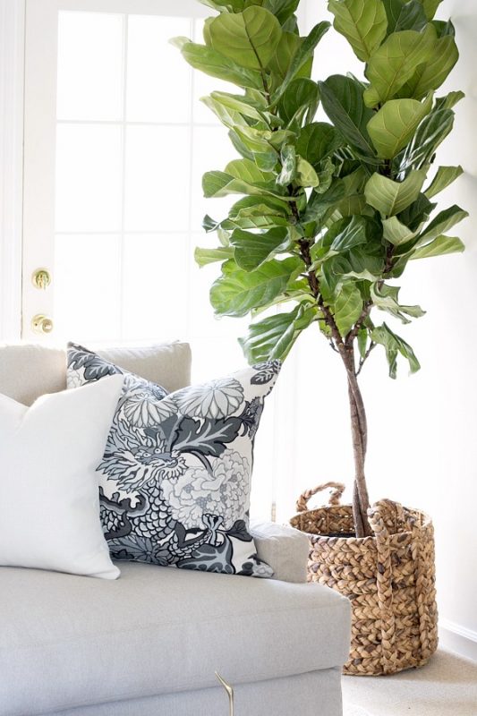 The Best Faux Fiddle Leaf Fig Trees! - Driven by Decor