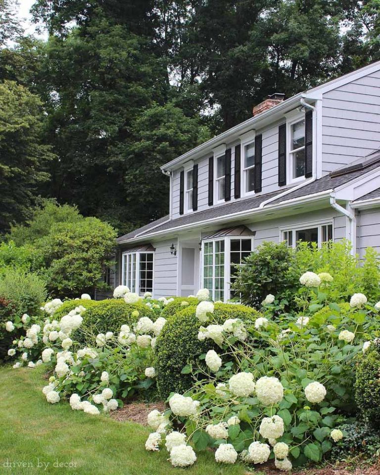 Hydrangea Care: Tips on Pruning, Fertilizing, & More! - Driven by Decor