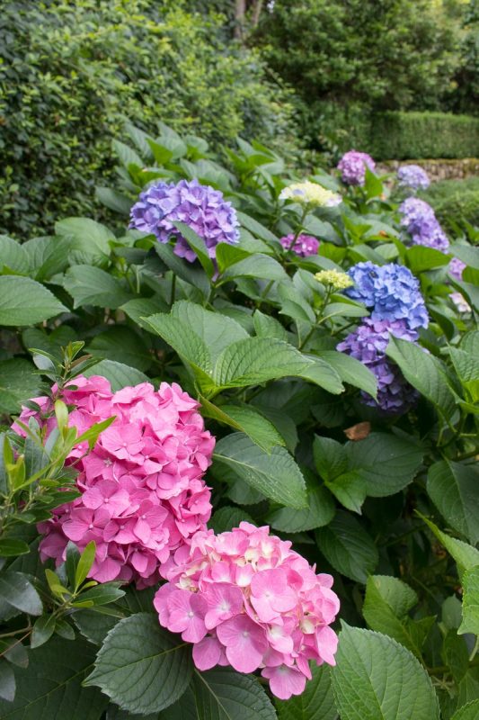 Hydrangea Care: Tips on Pruning, Fertilizing, & More! - Driven by Decor