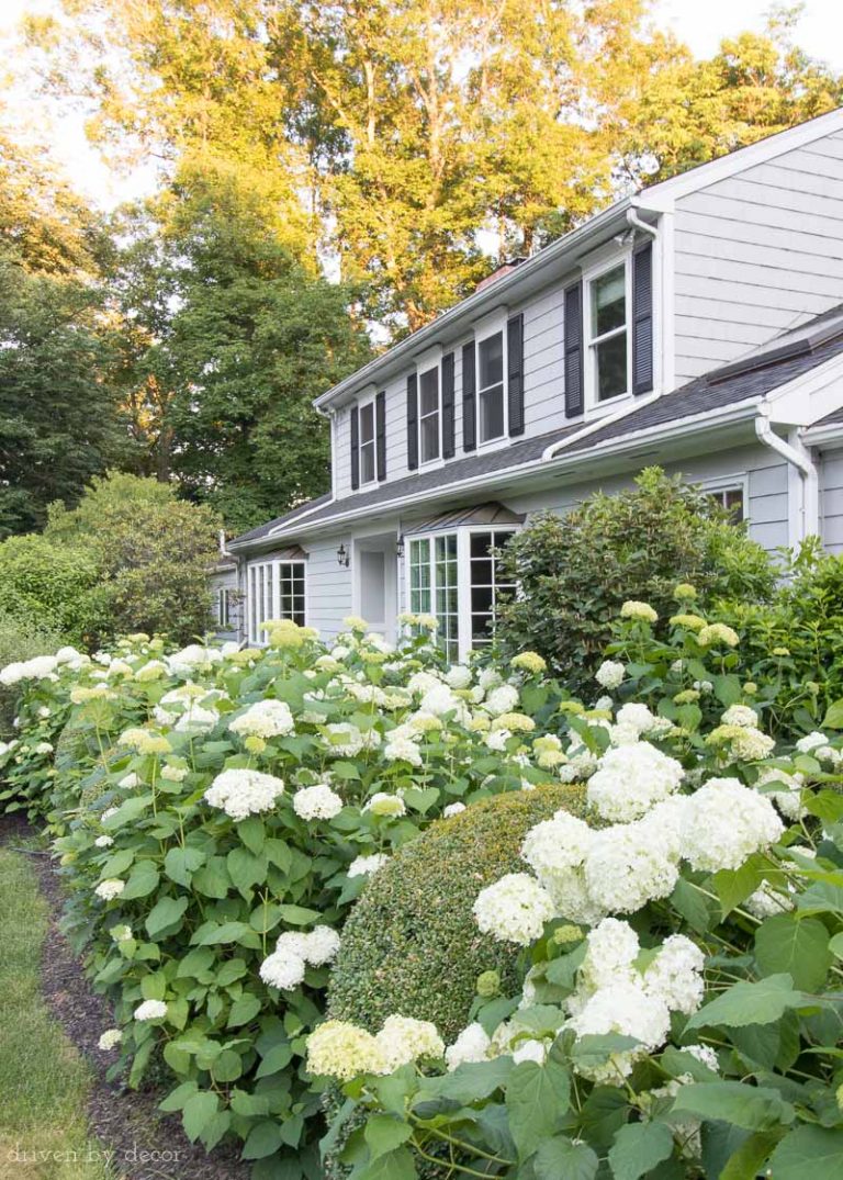 Hydrangea Care: Tips on Pruning, Fertilizing, & More! - Driven by Decor